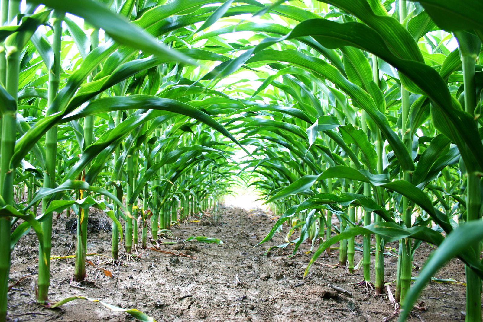Food processing closures impact local farmers and grocery businesses
