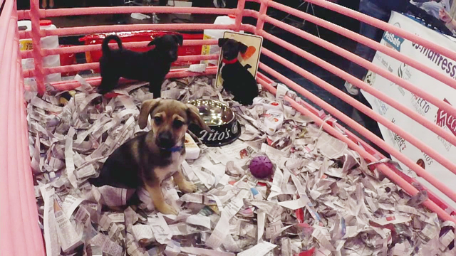 DONATE: 2021 Michigan Humane Day of Giving Telethon on Thursday - Vimarsana News