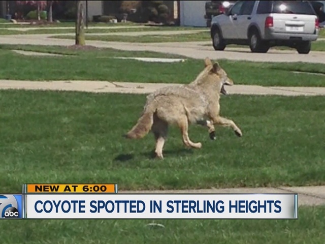 Health Lottery Odds >> Sterling Heights police issue warning after coyote spotted in city - WXYZ.com Health Lottery Odds >> Sterling Heights police issue warning after coyote spotted in city - WXYZ.com