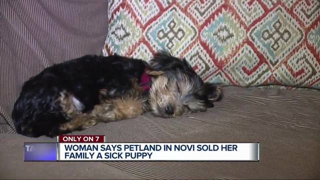 family puppy novi metro detroit says petland in novi sold family a sick puppy wxyz family puppy novi metro detroit says petland in novi sold family a sick puppy wxyz