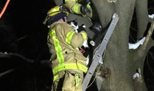 Metro Detroit firefighters rescue cat stuck in tree for 36 hours - WXYZ.com