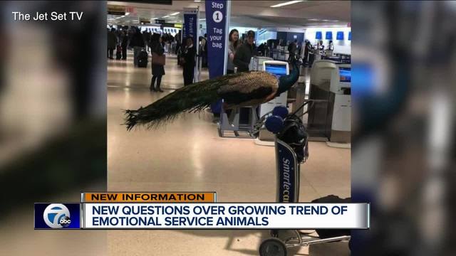 Emotional Support Peacock Banned From United Airlines Flight Emotional Support Peacock Banned From United Airlines Flight