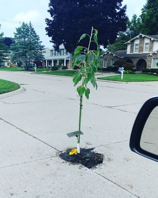 Tree planted inside pothole in Northville neighborhood with note that