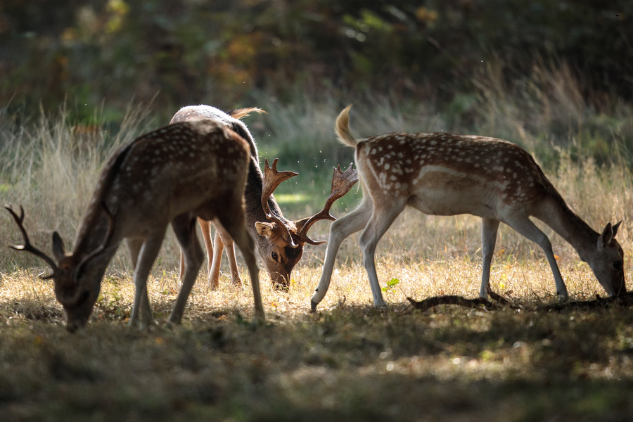 Bovine tuberculosis detected in wild deer, cattle in Michigan - WXYZ.com