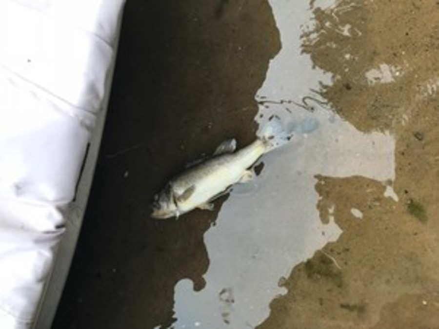 Largemouth bass virus confirmed in Michigan's Lower Peninsula - WXYZ.com