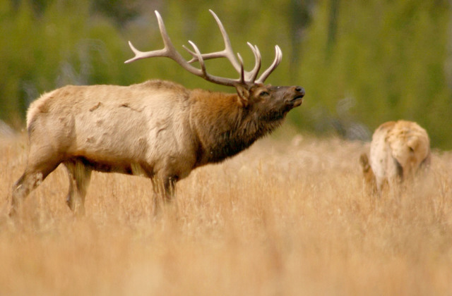 Man faces charges after elk poached in Michigan forest